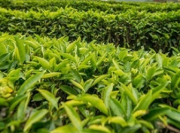 敬亭绿雪茶在哪买？最顶级的敬亭绿雪茶就在宣州！