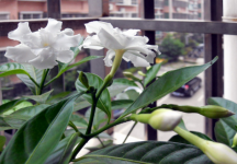 狗牙花能治牙痛吗？它清热解毒，煎服止痛效果佳!