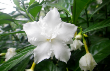 狗牙花一年开几次花？一年一次花期，花期却可以长达半年!