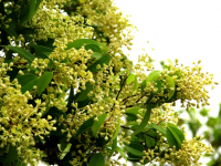 天竺桂的花什么时候开?这种花竟然长得像桂花!