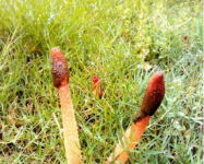 蛇头菌是红鬼笔吗?如何区分蛇头菌和红鬼笔?