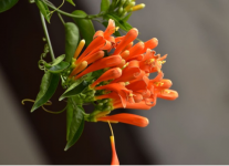 怎样种植炮仗花?这样种植炮仗花能大大提高种植成功率!