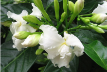 狗牙花为什么不开花？这几点没有做到位，难怪它开不了花!