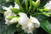 盆栽狗牙花怎样修剪？注意这点，你的狗牙花将枝繁叶茂!