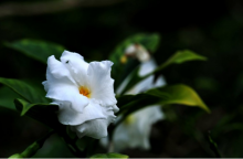 狗牙花可以摆在室内吗？对于大多数人来说是可以的，这类人最好还是将它放在