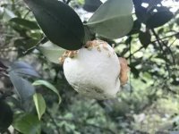 茶桃要多少年才挂果呢?你了解茶桃这种果子吗?