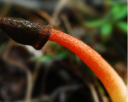 红鬼笔的功效作用有哪些?红鬼笔虽然臭但是功效居然一点也不少!