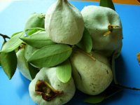 茶桃有什么功效和作用?你了解茶桃吗？