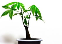 发财树应该摆放在哪里?教你招财旺运的发财树摆放位置!