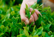 茶叶都有哪些奇妙的用处?为你揭秘茶叶的神奇之处!