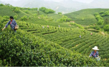 正宗信阳毛尖价格是多少?带你走进信阳毛尖的市场!