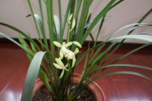 九节兰一年开几次花?九节兰花期要注意哪些事项?
