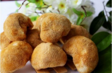 “山珍美味”的猴头菇好吃就是太贵?它的市场价格究竟是多少!