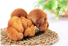 猴头菌怎么吃?这几种做法好吃美味又营养!