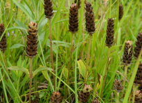 夏谷草可以缓解痛经吗？它的真正疗效到底是什么？