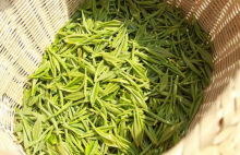 信阳毛尖怎么冲泡?要泡一杯上好的信阳毛尖这些是关键！