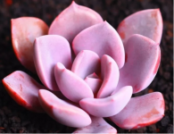 多肉黛比的花语是什么?教你分辨黛比和初恋及旭鹤!