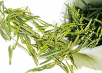 安吉白茶怎么才能泡出好喝的茶水?带你快速了解安吉白茶的正确泡茶方法!