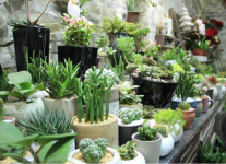 多肉植物怎样播种？多肉植物种子的种植方法介绍！