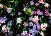长春花什么时候打顶?小心时间晚了它不再开花!