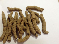 中药巴戟天的价格是多少?带您快速了解巴戟天的价格！