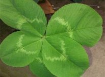 五叶草吃了对人身体有好处吗?五叶草的种植技巧有哪些?