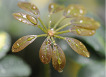 办公室喜阳耐阴的植物有哪些?办公室植物摆放技巧介绍!