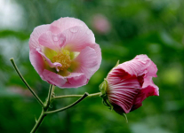 不清楚芙蓉花应该如何繁殖？原来繁殖芙蓉花还有大学问呢！