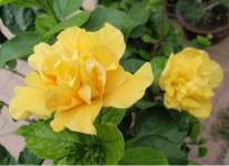 不了解四季芙蓉花的应该如何养殖吗？教你养出美丽优雅的四季芙蓉花！