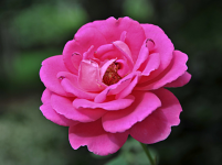 一年四季都盛开的花是什么花？这些花你是不是一年四季都见过呢？
