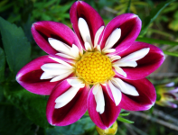 奇花异草的异是什么意思？这些奇花异草你见过吗？