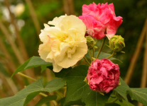 芙蓉花的寓意与象征是什么?原来小小芙蓉花的寓意这么深！