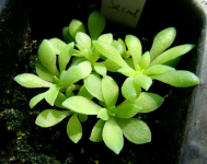 适合春天播种的花有哪些？这些花都可以在春天播种哦！