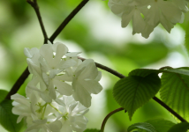 春天开的花有哪些？赶紧看看你那里有没有这些花吧！