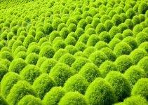 扫帚菜哪些人不适用?人工养殖扫帚菜怎么管理?