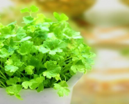 芫荽煮水有什么功效和作用?原来芫荽煮水可以祛斑祛痘!