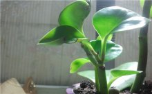 碧玉花怎么养殖？这么养碧玉花分分钟助运！