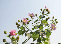 芙蓉花能吃吗？快速科普芙蓉花是否能够用以日常食用！