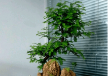 水杉盆景怎么养殖？注意这几点，你的水杉盆景将长势喜人！