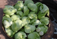 芥菜头的功效！芥菜头的这些功效你都知道吗？