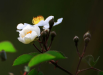 野蔷薇的花语是什么？野蔷薇的花语和传说介绍！