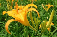 新鲜黄花有毒不能吃?两招教你去除黄花的“毒”!
