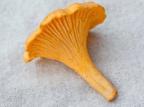 鸡油菌可以人工种植吗？为你详细介绍鸡油菌的栽培方法！