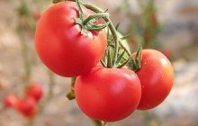 生吃西红柿可以去斑吗?西红柿有哪些功效和营养价值?