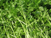 豆瓣菜是什么种出来的？豆瓣菜的生长习性介绍！原来种植要注意这些事项！