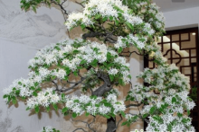 流苏树可以做盆景吗？三个步骤助你成功嫁接！