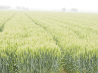 是否还不太清楚小麦的种植时间？带你快速了解最适宜种植小麦