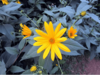 为何辛苦养的菊芋会得红斑病?教你理性分析菊芋得红斑病的原因!