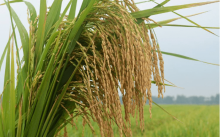 什么叶面肥对水稻最好?了解这些让水稻增产增收!