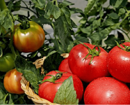 西红柿怎么吃最有营养?这些吃法你都知道吗?